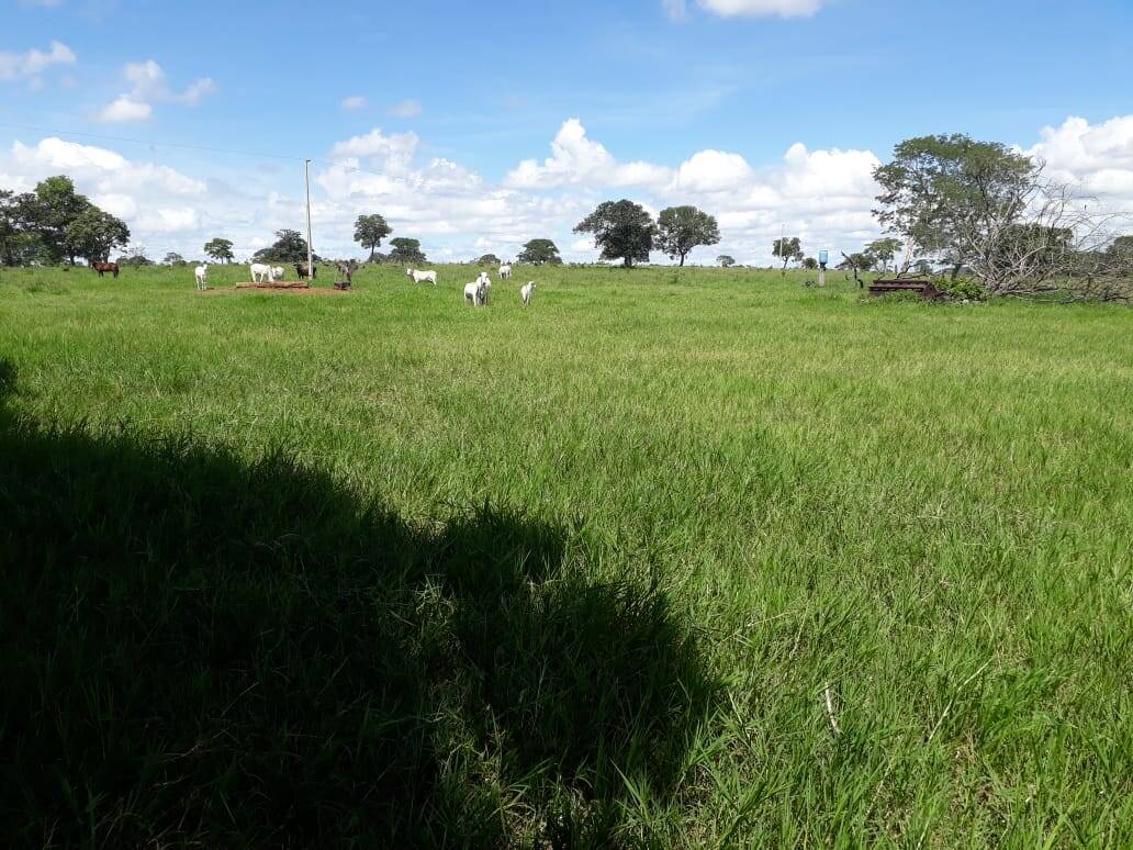 Terreno, 115 hectares - Foto 1