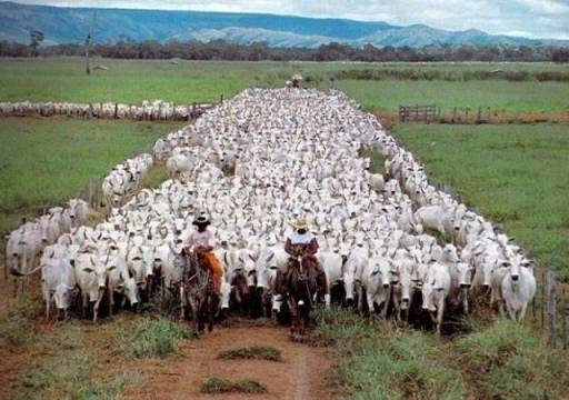 Fazenda, 14952 hectares - Foto 1