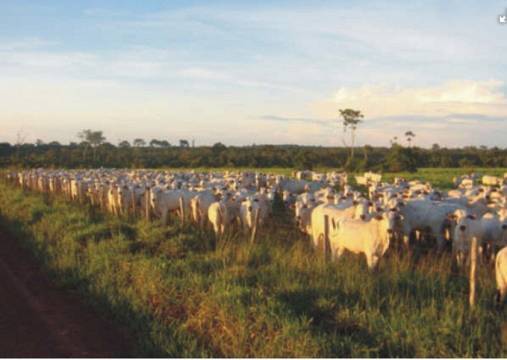 Fazenda, 14952 hectares - Foto 7