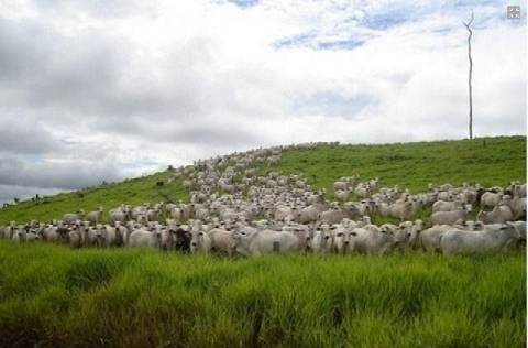 Fazenda, 14952 hectares - Foto 15