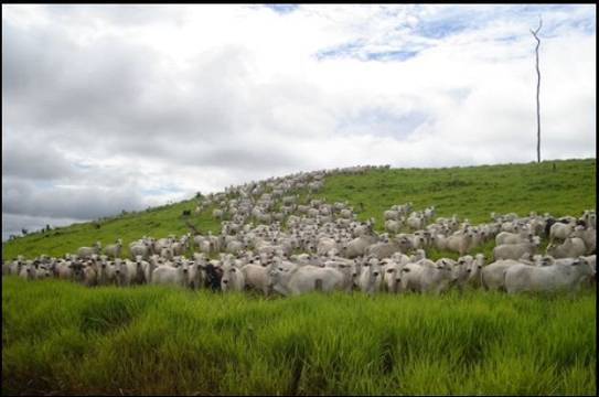Fazenda, 14952 hectares - Foto 16
