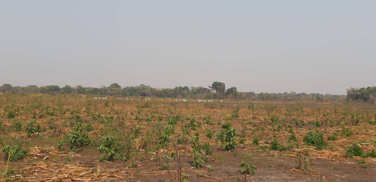 Fazenda, 342 hectares - Foto 2