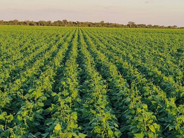 Venda em Zona Rural - Gaúcha do Norte