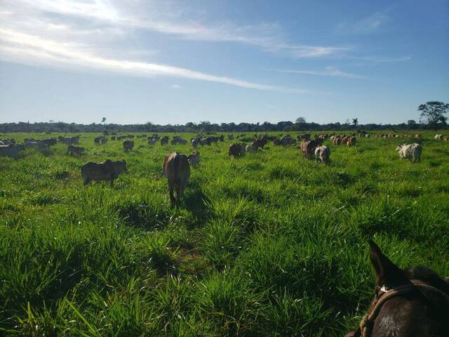 #10031 - Fazenda para Venda em Brasnorte - MT - 2