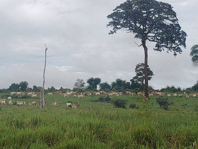#10031 - Fazenda para Venda em Brasnorte - MT - 3