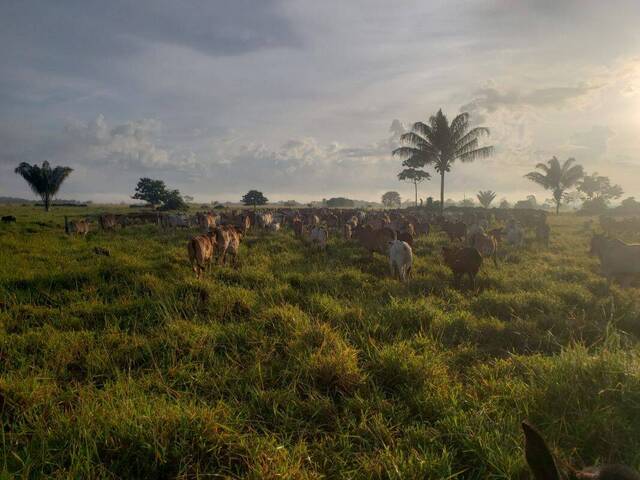 Fazenda para Venda em Brasnorte - 5