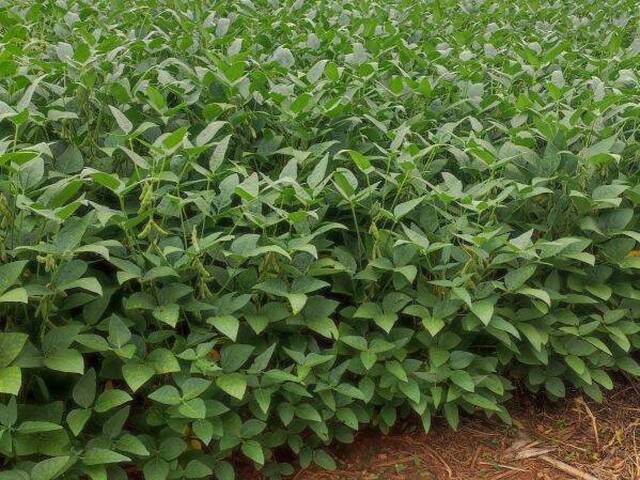 #10063 - Fazenda para Venda em Novo São Joaquim - MT - 2
