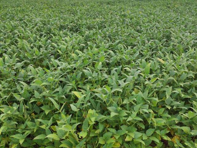 #10063 - Fazenda para Venda em Novo São Joaquim - MT - 3