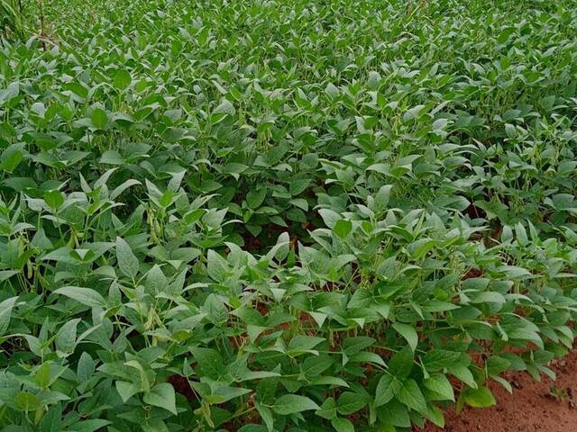 #10071 - Fazenda para Venda em São Félix do Tocantins - TO - 3