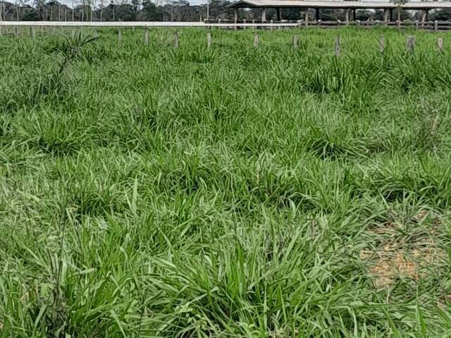 #10072 - Fazenda para Venda em Comodoro - MT - 3