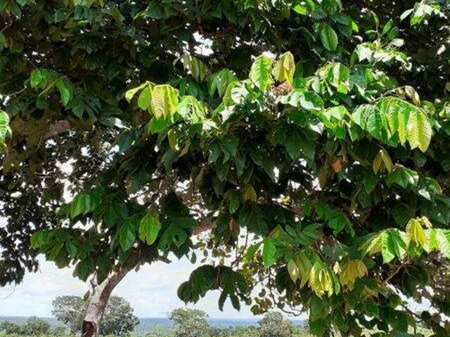 #10086 - Fazenda para Venda em Paranatinga - MT - 3